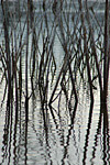 reeds at lake hodges
