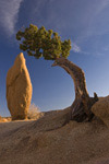 juniper & sandstone monolith