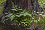 fern and sequoia